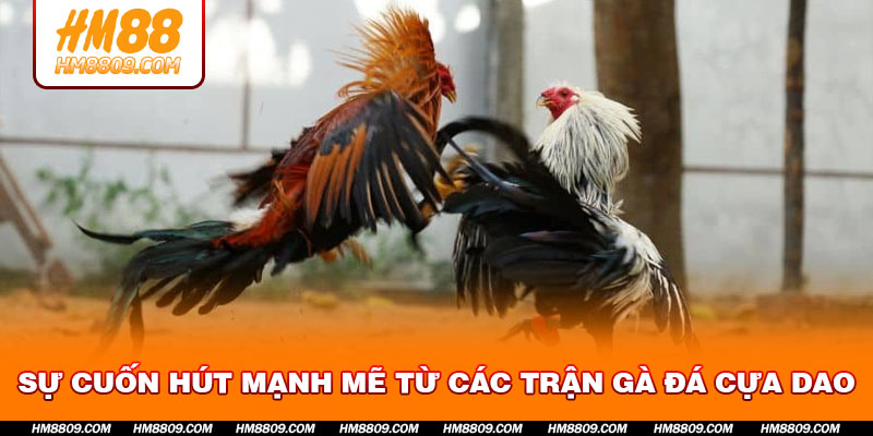su-cuon-hut-manh-me-tu-cac-tran-ga-da-cua-dao